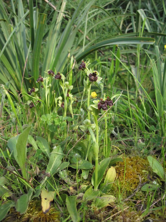 Ophrys bombyliflora